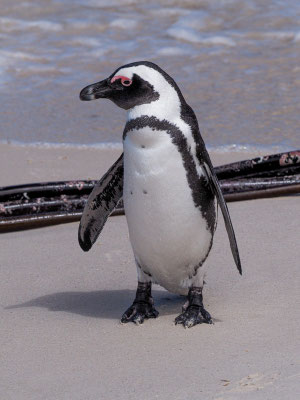 Kappinguin, african penguin, pespheniscus demersus