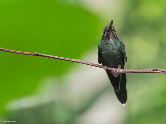 SMARAGD-SCHATTENKOLIBRI, WHITE-WHISKERED HERMIT - PHAETORNIS YARUQUI