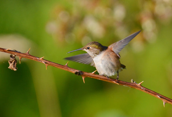ROTRÜCKEN-ZIMTELFE, RUFOUS HUMMINGBIRD, SELASPHORUS RUFUS