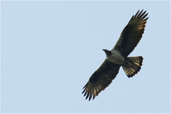 HABICHTSADLER, BONELLI´S EAGLE, AQUILA FASCIATA