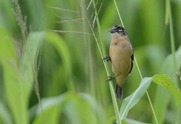 BRAUNBÜRZELPFÄFFCHEN, WHITE-COLLARED SEEDEATER, SPOROPHILA TORQUEOLA