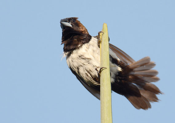 JAVA-BRONZEMÄNNCHEN, JAVAN MUNIA, LONCHURA LEUCOGASTROIDES