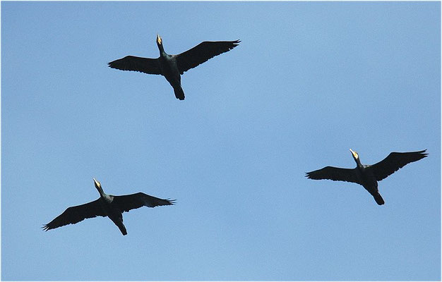 KORMORAN, GREAT CORMORANT, PHALACROCORAX CARBO