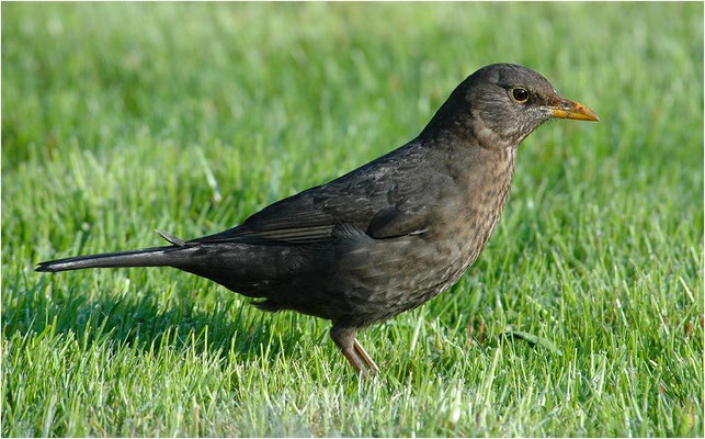 AMSEL, COMMON BLACKBIRD, TURDUS MERULA