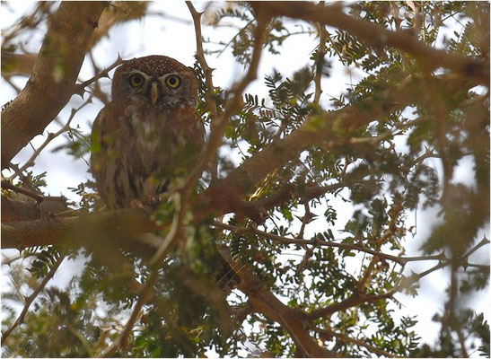 PERLKAUZ, PEARL-SPOTTED OWLET, GLAUCIDIUM PERLATUM