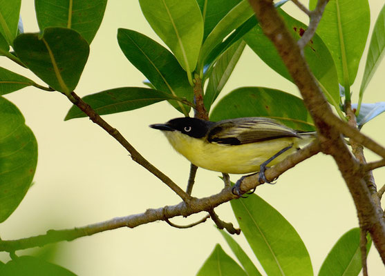 GELBBAUCH-SPATELTYRANN, COMMON TODY-FLYCATCHER, TODIROSTRUM CINEREUM