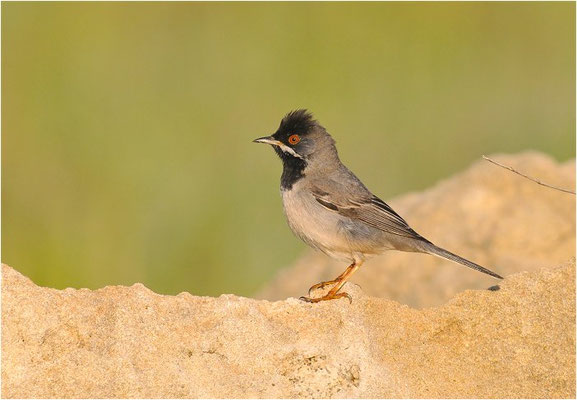 MASKENGRASMÜCKE, RÜPELL´S WARBLER, SYLVIA RUEPPELLI