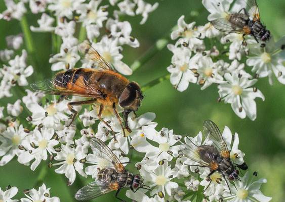GEBIRGS-KEILFLECKSCHWEBFLIEGE, ERISTALIS JUGORUM