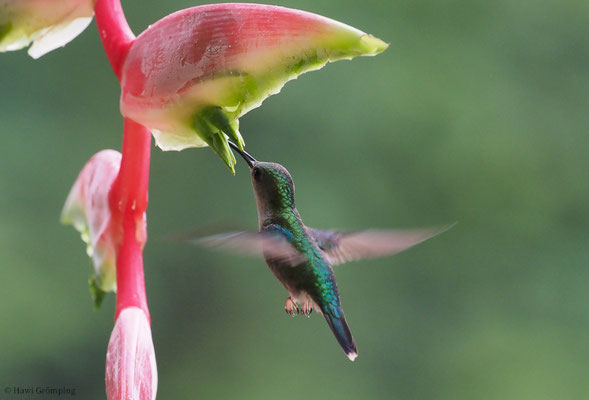 VIOLETKRONENNYMPHE, VIOLET-CROWNED WOODNYMPH, THALURANIA COLUMBICA