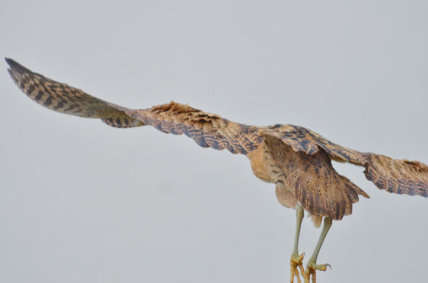 ROHRDOMMEL, BITTERN, BOTAURUS STELLARIS