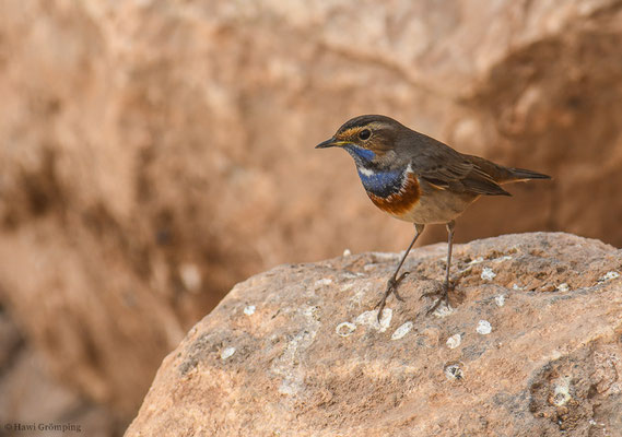 BLAUKEHLCHEN, BLUETHROAT, LUSCINIA SVECICA, Marokko