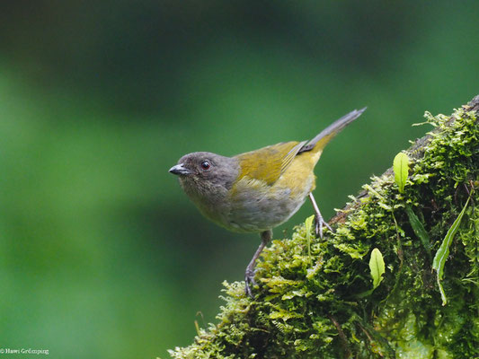 GRAUBRUST-BUSCHTANGARE, DUSKY BUSH TANAGER - CHLOROSPINGUS SEMIFUSCUS