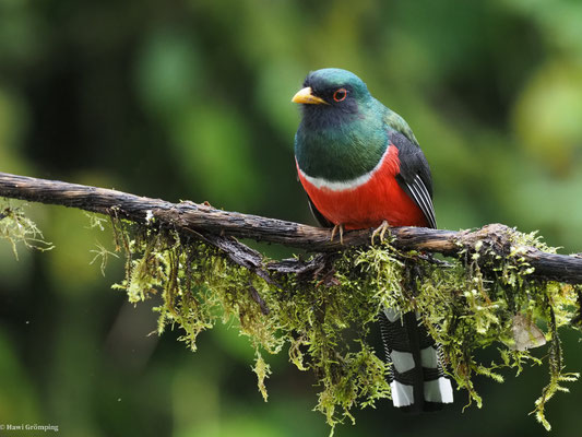 MASKENTROGON, MASKED TROGON - TROGON PERSONATUS