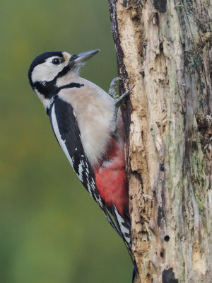 BUNTSPECHT, GREAT SPOTTED WOODPECKER, DENDROCOPOS MAJOR