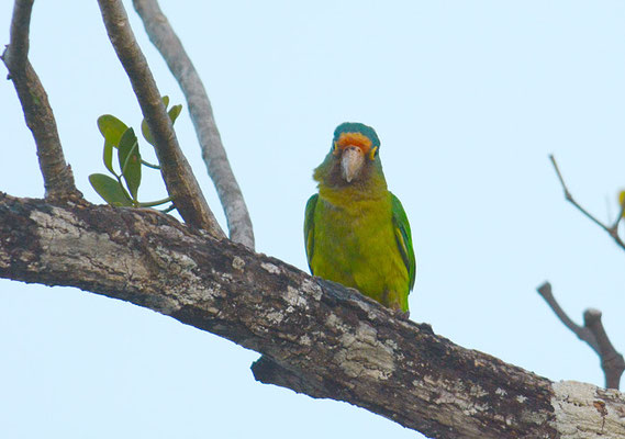 ELFENBEINSITTICH, ORANGE-FRONTED PARAKEET, ARATINGA CANICULARIS