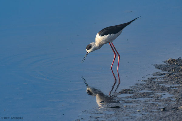 STELZENLÄUFER, BLACK-WINGED STILT, HIMANTOPUS HIMANTOPUS