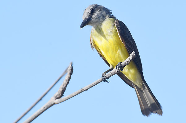 TRAUERTYRANN, TROPICAL KINGBIRD, TYRANNUS MELANCHOLICUS