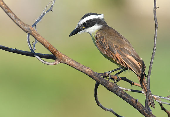SCHWEFELTYRANN, GREAT KISKADEE, PITANGUS SULFURATUS