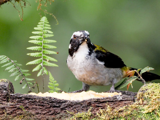 Schwarzschwingensaltator, Black-winged Saltator - Saltator atripennis