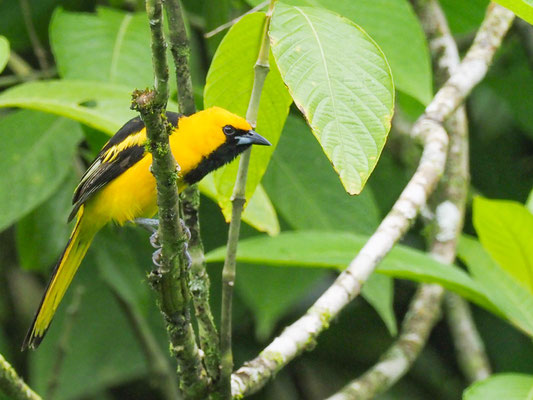 GELBSCHWANZTRUPIAL, YELLOW-TAILED ORIOLE - ICTERUS MESOMELAS