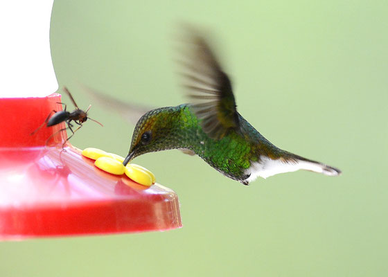 BRONZEKOPF-ELVIRAKOLIBRI, COPPERY-HEADED EMERALD, ELVIRA CUPREICEPS