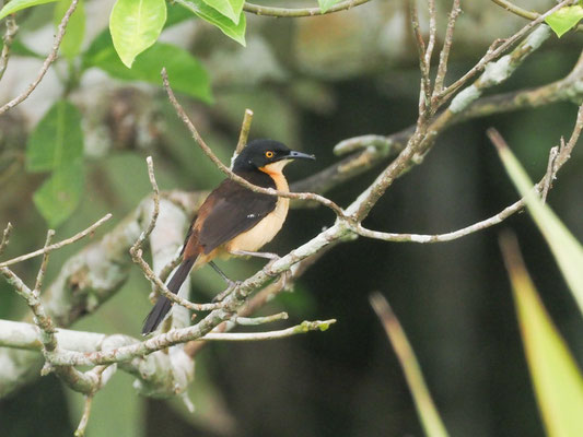 Rohrspötter, Black-capped Donacobius - Donacobius atricapilla