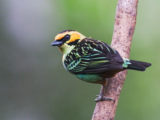 GOLDOHRTANGARE, GOLDEN-EARED TANAGER - TANGARA CHRYSOTIS