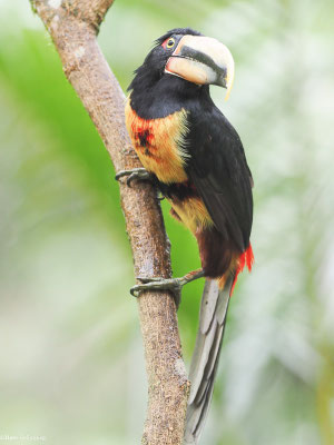 HELLSCHNABELARASSARI, , PALE-MANDIBLED ARACARI - PTEROGLOSSUS ERYTHROPYGIUS