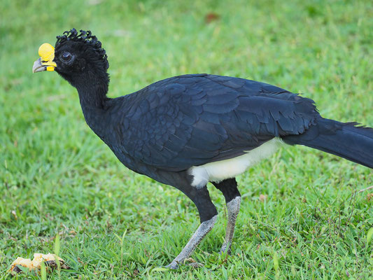 TUBERKEL-HOKKO, GREAT CURASSOW, CRAX RUBRA