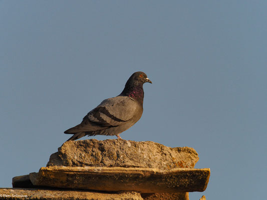 FELSENTAUBE, ROCK DOVE, COLUMBA LIVIA
