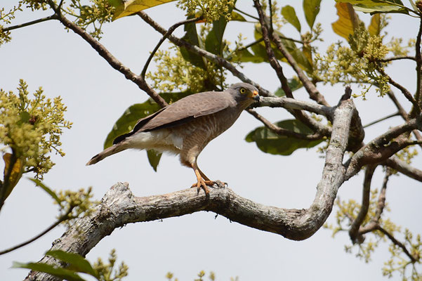 WEGEBUSSARD, ROADSIDE HAWK, BUTEO MAGNIROSTRIS