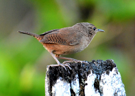 HAUSZAUNKÖNIG, HOUSE WREN, TROGLODYTES AEDON