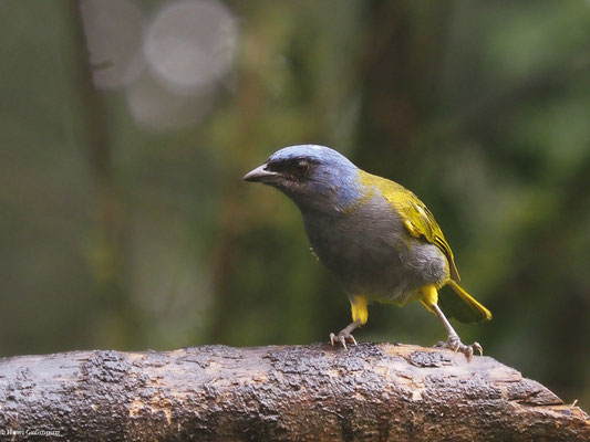 BLAUKAPPEN-TANGARE, BLUE-CAPPED TANAGER - SPORATHRAUPIS CYANOCEPHALA