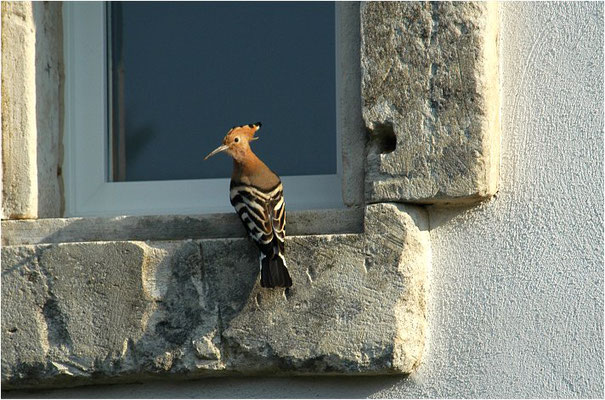 WIEDEHOPF, HOOPOE, UPUPA EPOPS