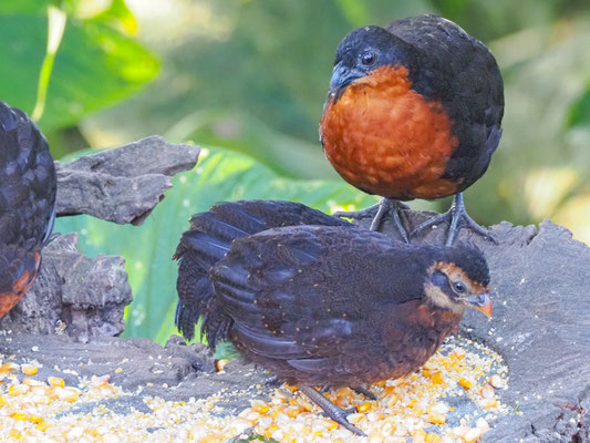 Schwarzrückenwachtel (Schwarzrücken-Waldwachtel), Dark-backed Wood-Quail - Odontophorus melanonotus