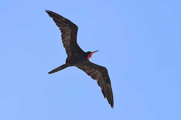 FREGATTVOGEL, MAGNIFICENT FRIGATEBIRD, FREGATA MAGNIFICENS