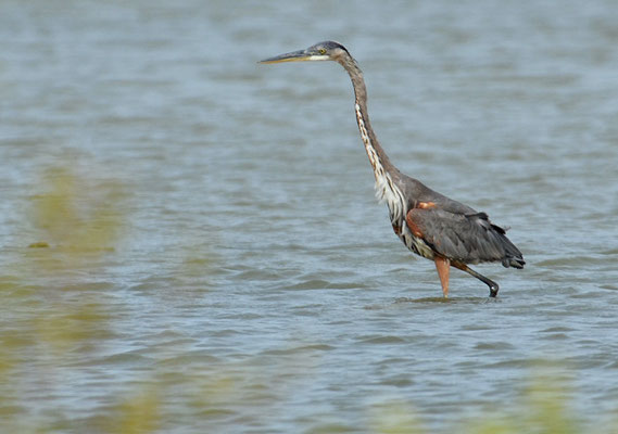 KANADAREIHER, GREAT BLUE HERON, ARDES HERODIAS