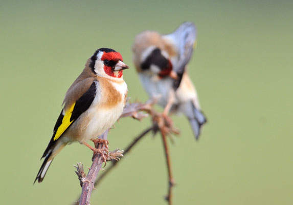 STIEGLITZ, GOLDFINCH, CARDUELIS CARDUELIS