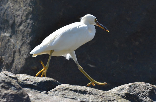 RIFFREIHER, PACIFIC REEF EGRET, EGRETTA SACRA