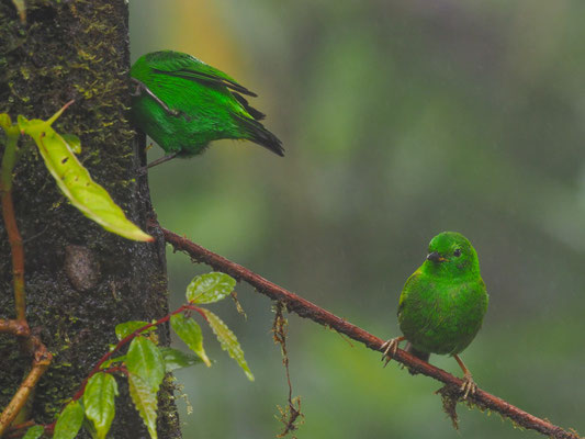ROTOHR-BUNTTANGARE, GLISTENING-GREEN TANAGER - CHLOROCHRYSA PHOENICOTIS