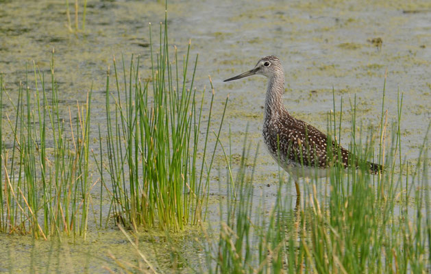 GROSSER GELBSCHENKEL, GREATER YELLOWLEGS, TRINGA MELANOLEUCA