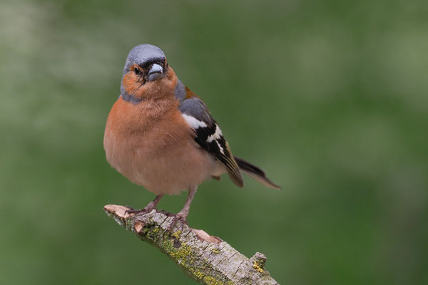 BUCHFINK, CHAFFINCH, FRINGILLA COELEBS