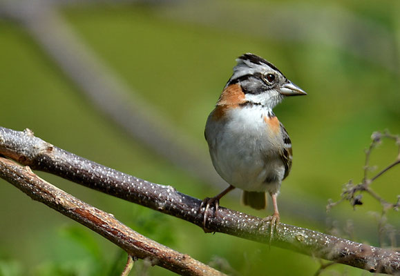 MORGENAMMER, RUFOUS-COLLARED SPARROW, ZONOTRICHIA CAPENSIS