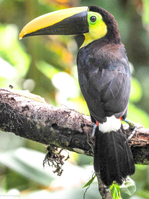 Küstentukan, Choco Toucan - Ramphastos brevis