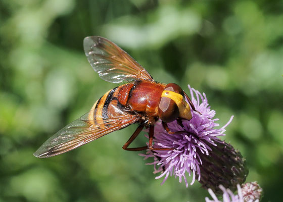 HORNISSENSCHWEBFLIEGE, VOLUCELLA ZONARIA