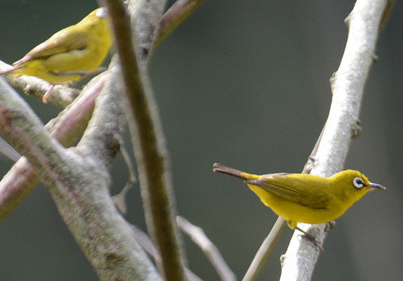 GANGES-BRILLENVOGEL, INDIAN WHITE-EYE,  ZOSTEROPS PALPEBROSUS