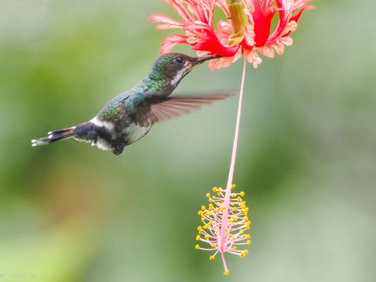Grüne Fadenelfe, Green Thorntail - Discosura conversii