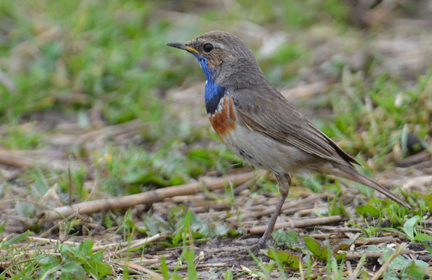 BLAUKEHLCHEN, BLUETHROAT, LUSCINIA SVECICA