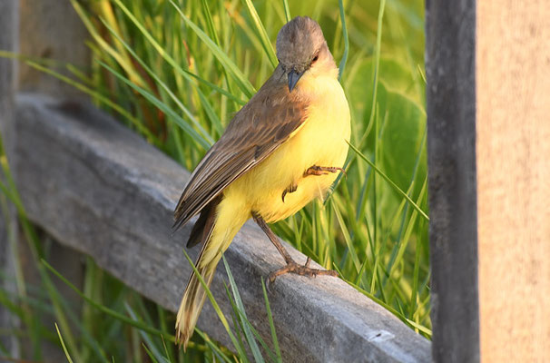 STELZENTYRANN, CATTLE TYRANT, MACHETORNIS RIXOSA