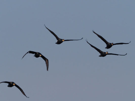 Kormoran